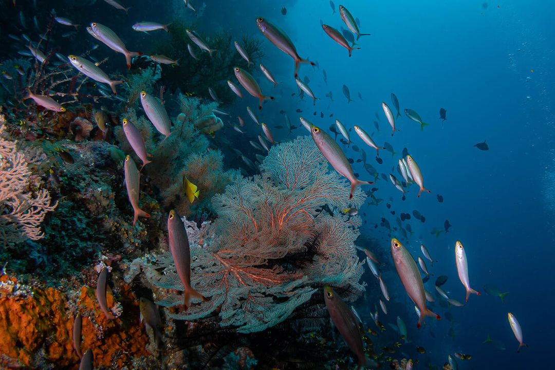 Pristine coral reefs with incredible biodiversity