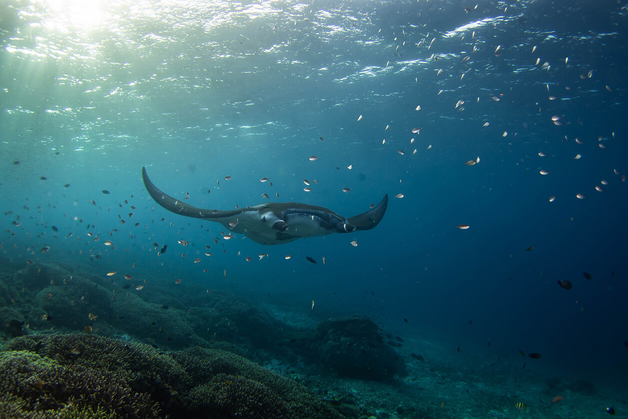 Manta rays soaring through Raja Ampat's rich seas